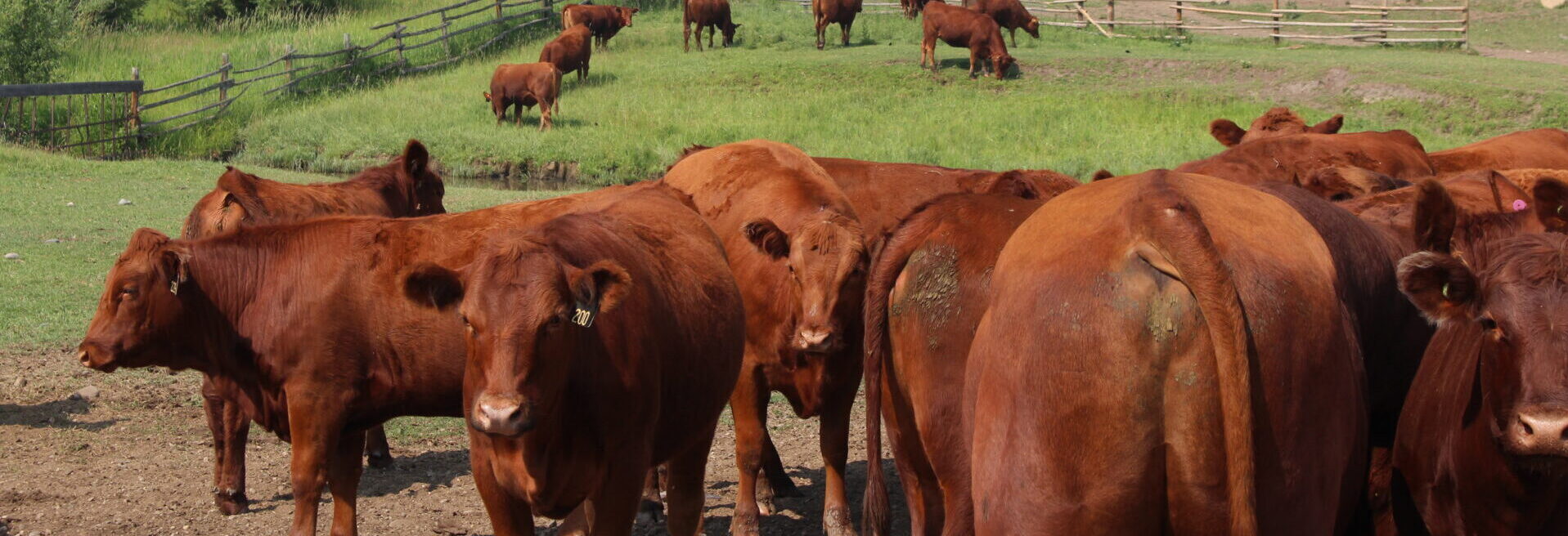 Large group of brown cows in a green grassy field.